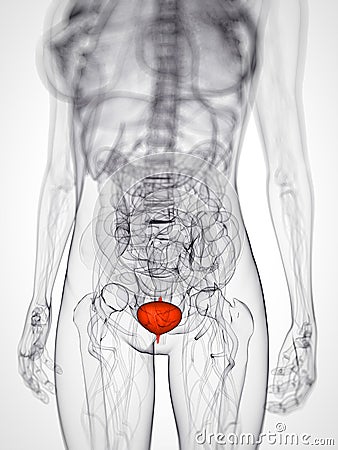 Highlighted bladder Cartoon Illustration