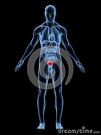 Highlighted bladder Cartoon Illustration