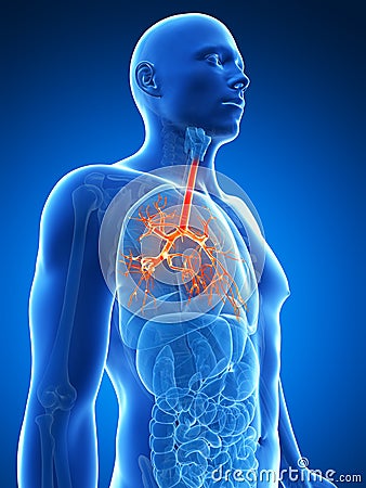 Highlighted bronchi Cartoon Illustration