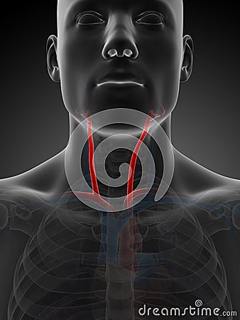 Highlighted carotid artery Cartoon Illustration