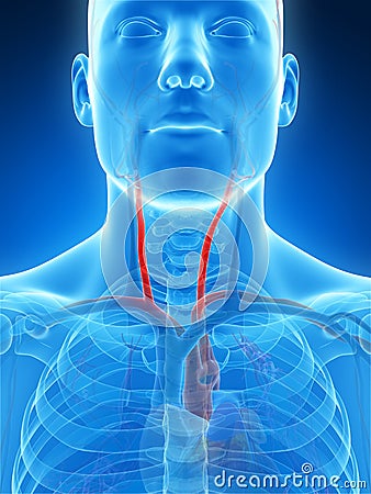 Highlighted carotid artery Cartoon Illustration