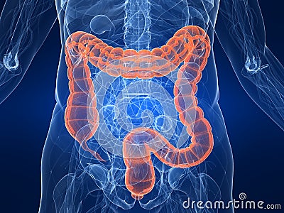 Highlighted colon Cartoon Illustration