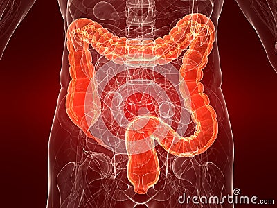 Highlighted colon Cartoon Illustration