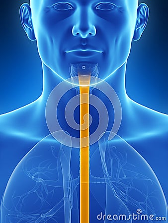 Highlighted esophagus Cartoon Illustration