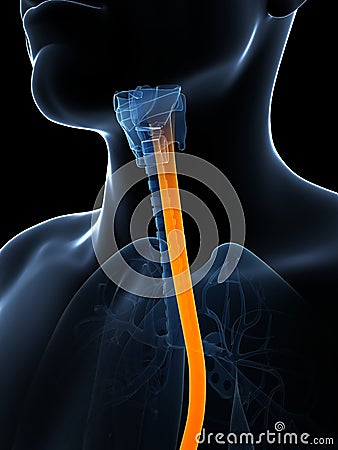 Highlighted esophagus Cartoon Illustration