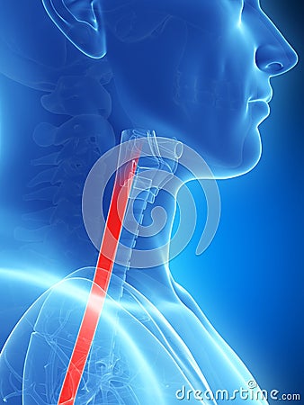 Highlighted esophagus Cartoon Illustration