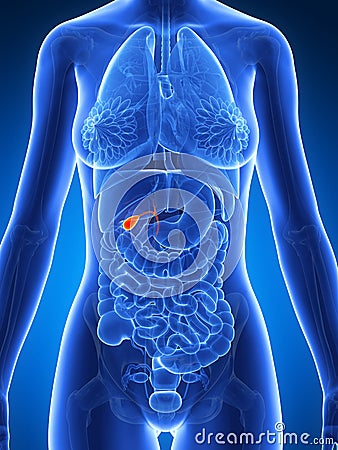 Highlighted Female Gallbladder Stock Images - Image: 30727034