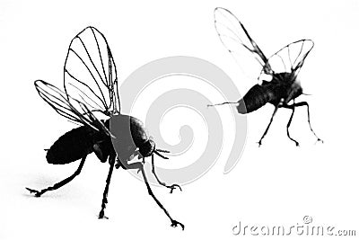 Highlighted flies Stock Photo