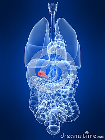 Highlighted gall bladder Cartoon Illustration