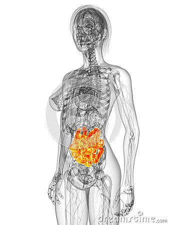 Highlighted intestine Cartoon Illustration