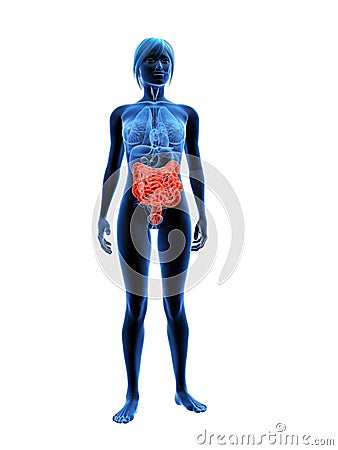 Highlighted intestines Cartoon Illustration