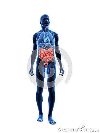 Highlighted intestines Cartoon Illustration