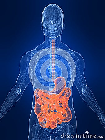 Highlighted intestines Cartoon Illustration