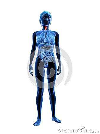 Highlighted larynx Cartoon Illustration