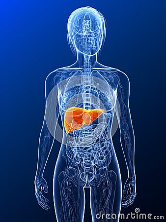 Highlighted liver Cartoon Illustration