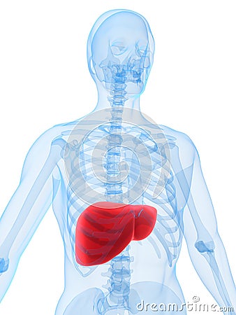 Highlighted liver Cartoon Illustration