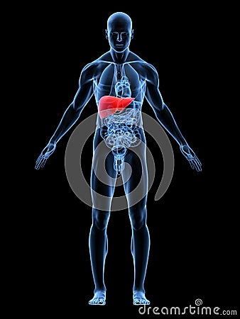 Highlighted liver Cartoon Illustration