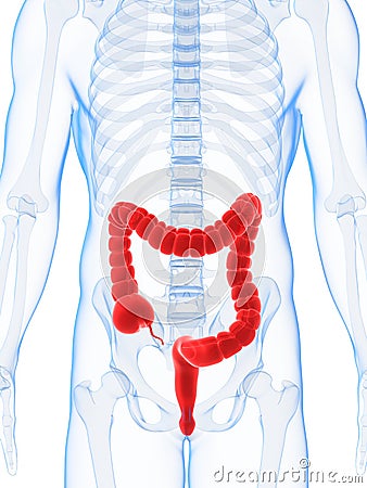 Highlighted male colon Cartoon Illustration