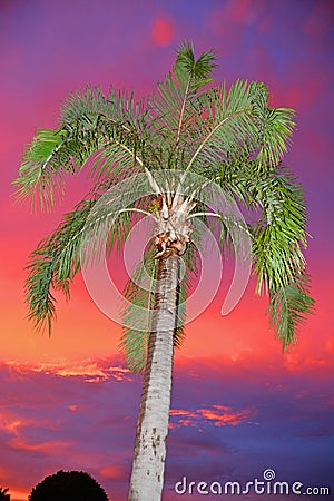 A highlighted palm against a sky aflame! (Sunset, Sunrise) Stock Photo