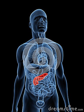 Highlighted pancreas Cartoon Illustration