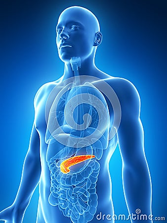 Highlighted pancreas Cartoon Illustration