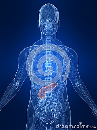 Highlighted pancreas Cartoon Illustration