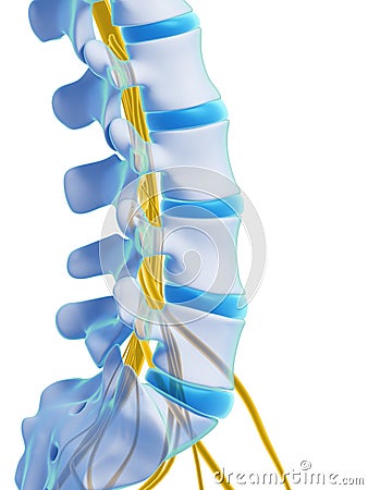 Highlighted spinal cord Cartoon Illustration