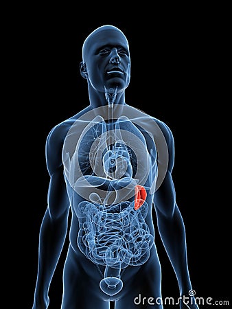 Highlighted spleen Cartoon Illustration