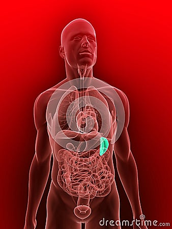 Highlighted spleen Cartoon Illustration