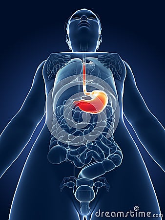 Highlighted stomach Cartoon Illustration
