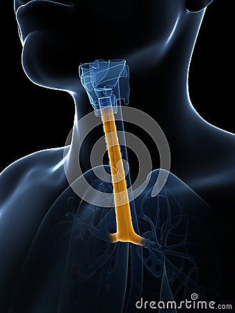 Highlighted trachea Cartoon Illustration