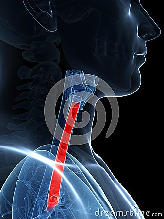 Highlighted trachea Cartoon Illustration