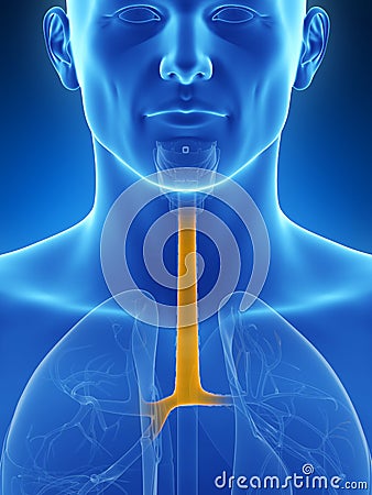 Highlighted trachea Cartoon Illustration