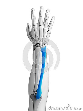 Highlighted ulna Cartoon Illustration