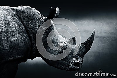 Highly alerted rhinoceros monochrome portrait. Stock Photo