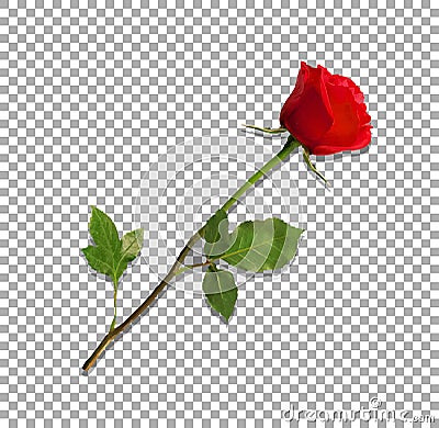 Highly detailed flower of red rose isolated on transparent Vector Illustration