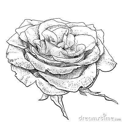 Highly detailed hand drawn rose Vector Illustration