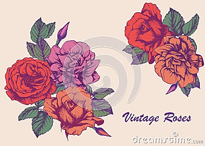 Highly detailed hand-drawn roses. Vector Illustration