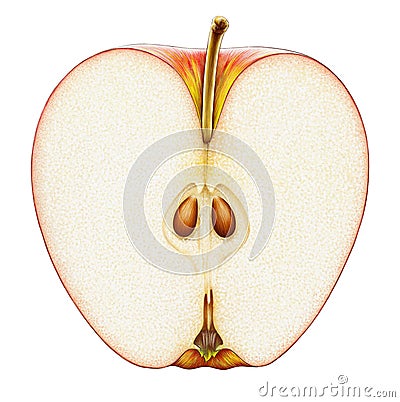 Highly detailed high quality realistic Apple illustration Cartoon Illustration