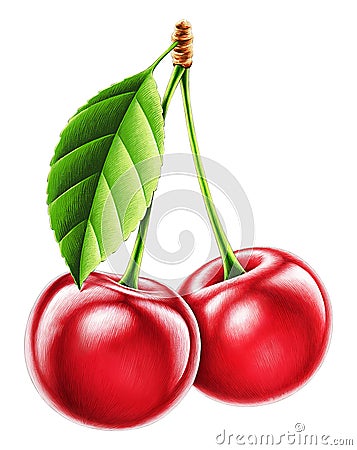 Highly detailed high quality realistic cherry illustration Cartoon Illustration