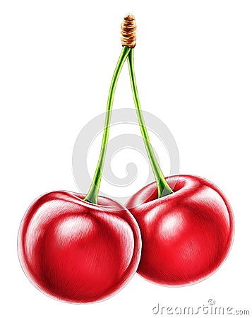 Highly detailed high quality realistic cherry illustration Cartoon Illustration