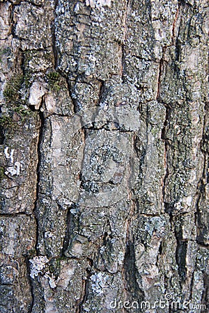 Highly detailed old oak tree bark texture, green moss. Nature`s background Stock Photo