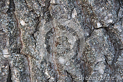 Highly detailed old oak tree bark texture, nature`s background macro photo with bokeh Stock Photo
