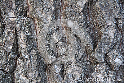 Highly detailed old oak tree bark texture, nature`s background macro photo with bokeh Stock Photo