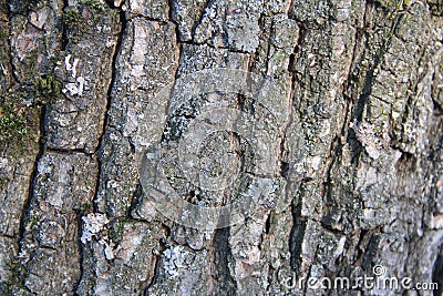 Highly detailed old oak tree bark texture, nature`s background macro photo with bokeh Stock Photo