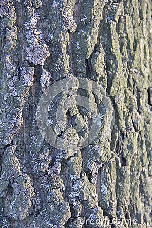 Highly detailed old oak tree bark texture, nature`s background macro photo with bokeh Stock Photo