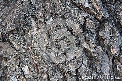 Highly detailed old oak tree bark texture, nature`s background macro photo with bokeh Stock Photo