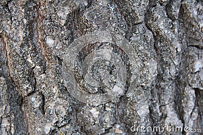 Highly detailed old oak tree bark texture, nature`s background macro photo with bokeh Stock Photo