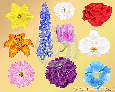 Photo-Realistic Flowers - Ten Vector Illustrations - For print, web, apps, media Vector Illustration