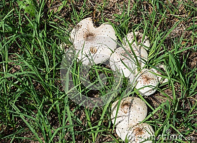 Highly poisonous mushroom Chlorophyllum molybdites which has the common names of false parasol, green-spored Lepiota. Stock Photo